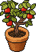 Apple Potling
