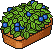 Blueberry Patch