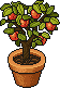 Peach Potling